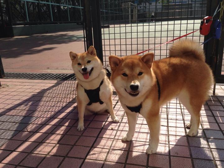 中国篮球超级联赛引入VR直播提升观赛体验，国内篮球比赛视频