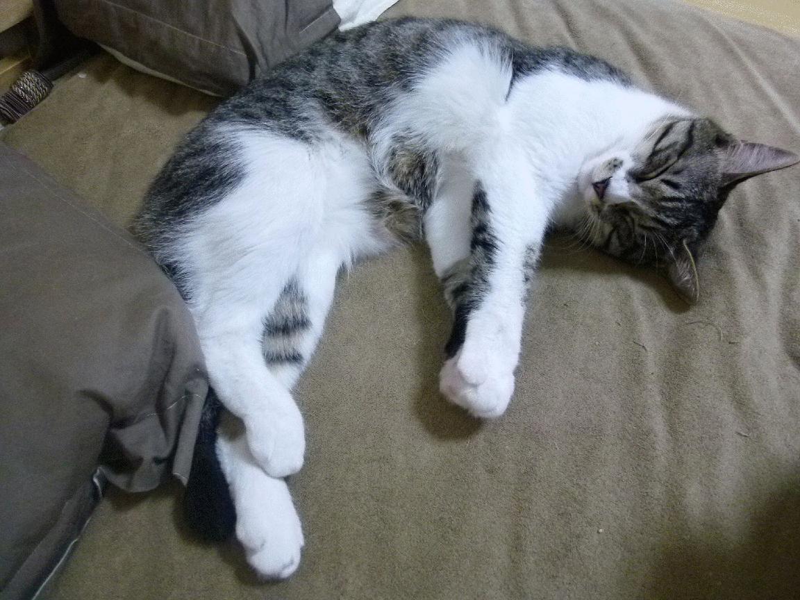 日本队坚韧不拔,力拼强敌!,日本队什么样