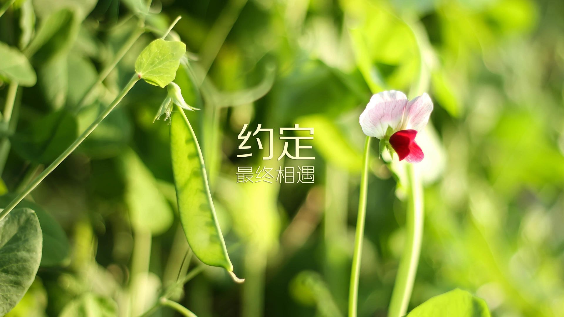 开云体育登入-_家庭健身日：锻炼与娱乐的完美结合_，家庭健身娱乐室