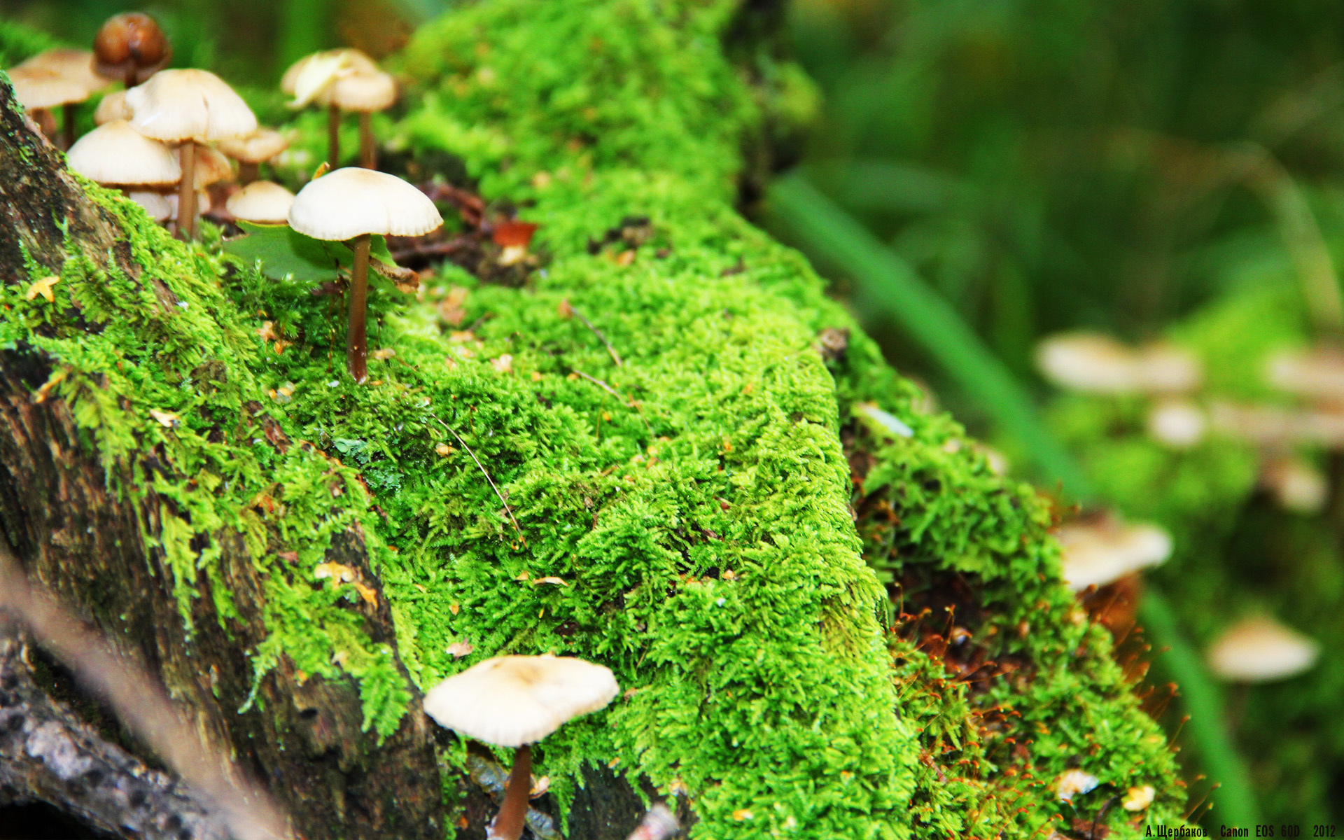 凯尔特人设立“防守之星奖”，鼓励场上专注力，凯尔特球星