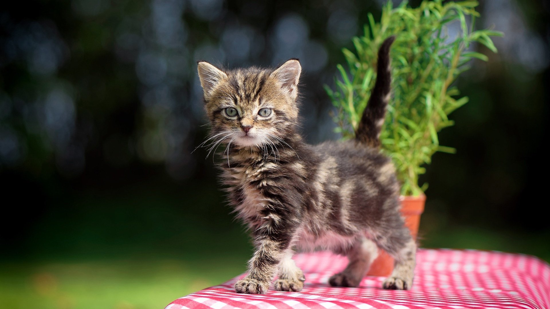 塞内加尔队中场罗德里格斯在巴黎奥运会上展现出强大的组织能力