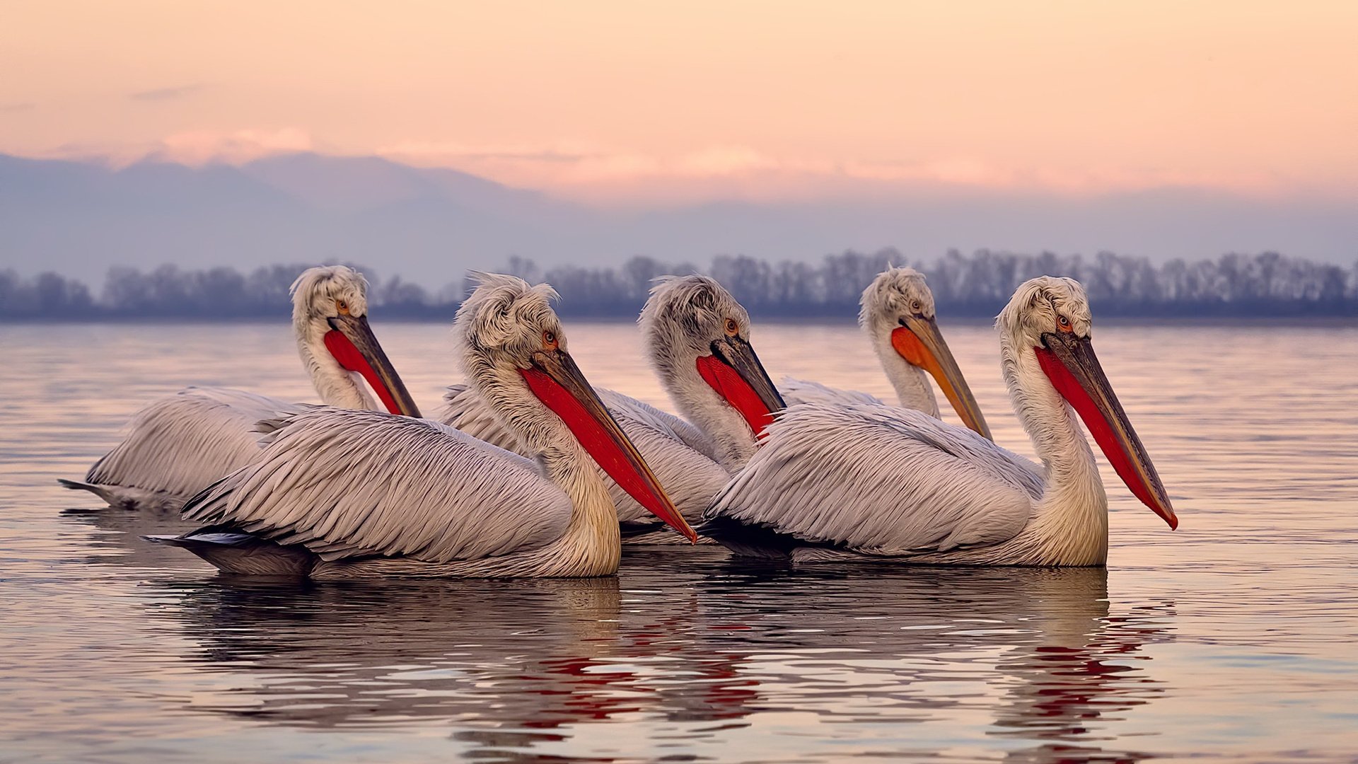 娱乐篮球:明星比赛中的搞笑瞬间盘点,明星打篮球比赛的节目